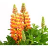 Lupine 'West Country', Verschiedene Farben
