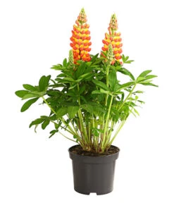 Lupine 'West Country', Verschiedene Farben -Blumen Geschaft 8018301 PR FS 001 LupinusPoliphyllusLupineWestcountryT19DehnerExpressHerzig