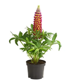 Lupine 'West Country', Verschiedene Farben -Blumen Geschaft 8018301 PR FS 002 LupinusPoliphyllusLupineWestcountryT19DehnerExpressHerzig