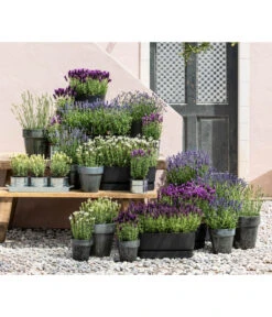 Lavendel 'Silver Sands' -Blumen Geschaft 8022436 WE MO 001 LavendelDark 1