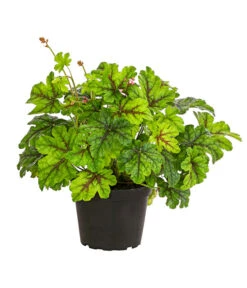 Purpurglöckchen 'Green Spice'