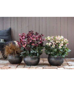 Schneerose 'Ice N' Roses® Red' - Helleborus Gold Collection® 8 Schneerose 'Ice N' Roses® Red' - Helleborus Gold Collection® -Blumen Geschaft 8028011 8010969 8044331 WE MO 001 HelleborusLenzroseChristroseBL17