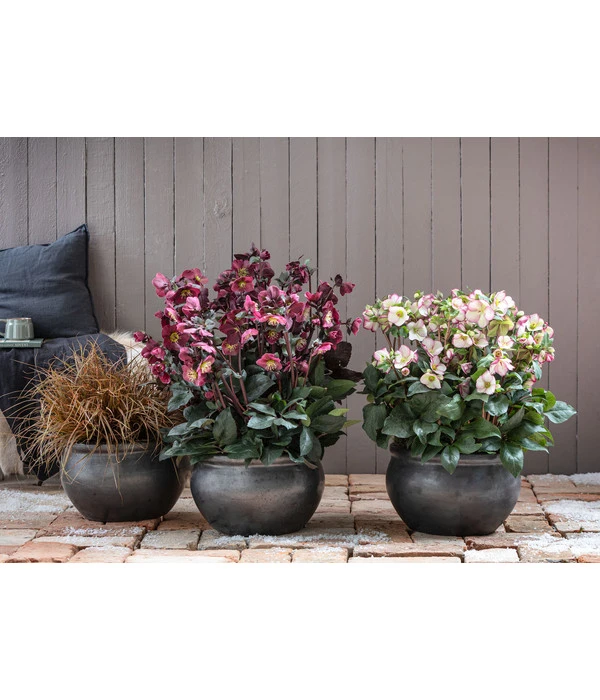 Schneerose 'Ice N' Roses® Red' - Helleborus Gold Collection® 4 Schneerose 'Ice N' Roses® Red' - Helleborus Gold Collection® – Bild 4