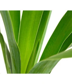 Kerzen-Palmlilie - Palmlilie -Blumen Geschaft 8028854 WE DE 001 PalmlilieYuccaGloriosa3LDehnerExpressHerzig