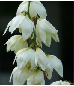 Kerzen-Palmlilie - Palmlilie -Blumen Geschaft 8028854 WE MO 001 YuccaPalmliliePixabay