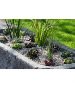 Dehner Kalmus -Blumen Geschaft 8036899 WE MO 002 SempervivumCarexHauswurzGrasLucknerMai2015