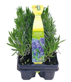 Neue Produkte -Blumen Geschaft 8072605 PR FS 001 Lavandula6erPackAllgreen
