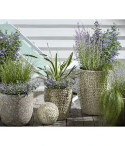 Gelbbunte Kerzen-Palmlilie 'Variegata' -Blumen Geschaft 8090706 PR MO 002 StipaPonyTailsFedergrasKlimakuenstler GC12 2020