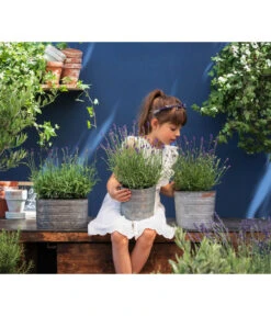 Duftlavendel, 6er-Schale 6 Duftlavendel, 6er-Schale -Blumen Geschaft 8092108 WE MO 03 LavendelT13 GC14 2020 02