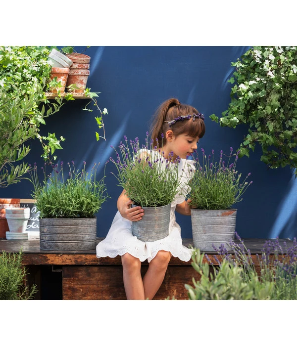 Duftlavendel, 6er-Schale 3 Duftlavendel, 6er-Schale – Bild 3