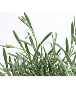 Lavendel 'Silver Sands' -Blumen Geschaft 8092769 WE DE 001 LavendelSilverSands