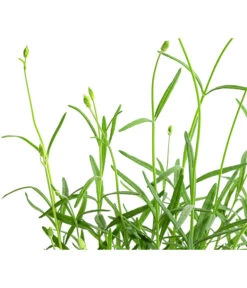 Lavendel 'No. 9' -Blumen Geschaft 8094070 WE DE 001 LavandulaAngustifoliaNO9LavendelT13