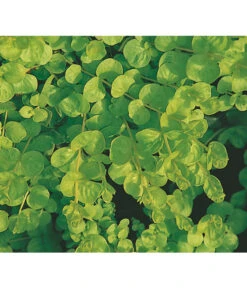 Pfennigkraut 'Goldilocks' -Blumen Geschaft 8094906 BildFS 001 PfennigkrautGilbweiderichGoldilocksHzLysimachiaGoldilocks