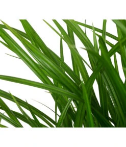 Garten-Segge 'Green Wonder' -Blumen Geschaft 8095119 WE DE 003 CarexOshimensisGreenWonderZiergrasT19