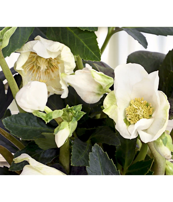 Christrose 'HGC® Jesko' 1 Christrose 'HGC® Jesko'