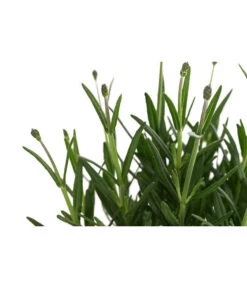 Lavendel 'Royal Blue' -Blumen Geschaft 8097545 WE DE 001 LavendelRoyalBlue1L