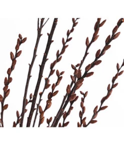 Sumpfkätzchen-Bund, Ca. 80-100 Cm -Blumen Geschaft 8149254 PR DE 001 SumpfkaetzchenBundNaturDehnerExpressHerzig