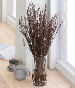 Sumpfkätzchen-Bund, Ca. 80-100 Cm -Blumen Geschaft 8149254 WE MO 001 SumpfkaetzchenHandbund