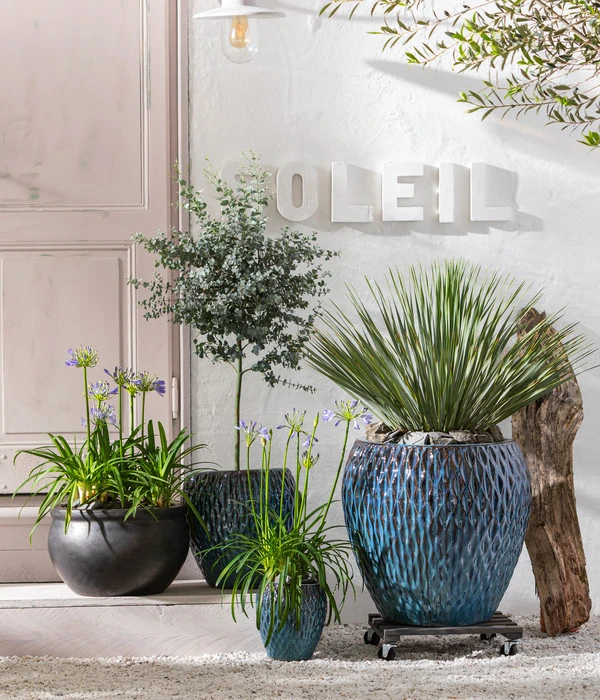 Blaublättrige Palmlilie 2 Blaublättrige Palmlilie – Bild 2