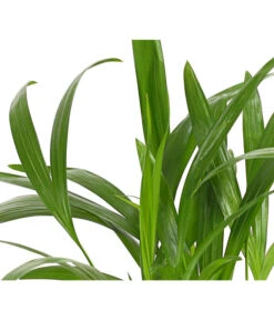 Goldfruchtpalme - Dypsis Lutescens -Blumen Geschaft 8203572 WE DE 001 GoldfruchtpalmeChrysalidocarpusArecaT9DehnerExpressHerzig