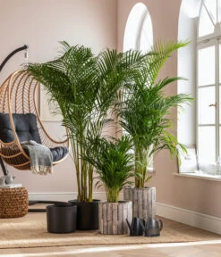 Dehner Holz-Übertopf Luna, Rund, Hellbraun -Blumen Geschaft 8203598 WE MO 001 DypsisLutescensT19 GC01 2022