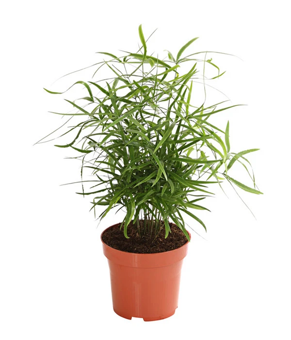 Zierspargel - Asparagus Cultivars, Verschiedene Sorten 1 Zierspargel - Asparagus Cultivars, Verschiedene Sorten