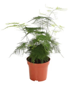 Blumen Geschaft -Blumen Geschaft 8203838 WE FS 002 ZierspargelAsparagusCultivarsT12DehnerExpressHerzig