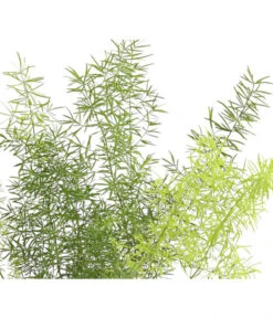 Zierspargel - Asparagus Cultivars, Verschiedene Sorten 12 Zierspargel - Asparagus Cultivars, Verschiedene Sorten -Blumen Geschaft 8203838 WE FS 003 ZierspargelAsparagusCultivars