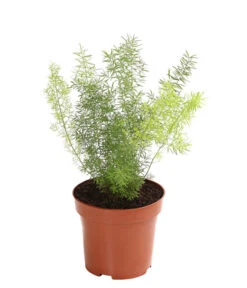 Zierspargel - Asparagus Cultivars, Verschiedene Sorten 9 Zierspargel - Asparagus Cultivars, Verschiedene Sorten -Blumen Geschaft 8203838 WE FS 003 ZierspargelAsparagusCultivarsT12DehnerExpressHerzig