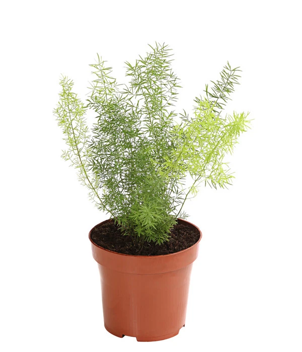 Zierspargel - Asparagus Cultivars, Verschiedene Sorten 3 Zierspargel - Asparagus Cultivars, Verschiedene Sorten – Bild 3