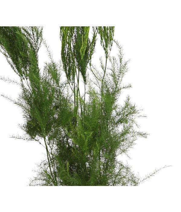 Zierspargel - Asparagus Cultivars, Verschiedene Sorten 7 Zierspargel - Asparagus Cultivars, Verschiedene Sorten – Bild 7