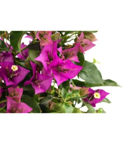 Drillingsblume, Pyramide/Spalier -Blumen Geschaft 8209165 WE DE 001 DrillingsblumeT15