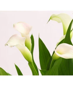 Zimmercalla - Zantedeschia Albomaculata, Verschiedene Sorten -Blumen Geschaft 8210734 WE DE 001 CallaOWDehnerExpressHerzig