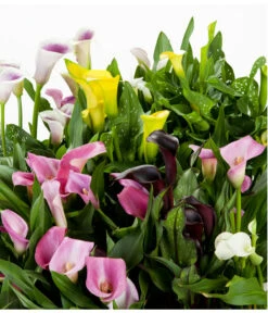 Zimmercalla - Zantedeschia Albomaculata, Verschiedene Sorten -Blumen Geschaft 8210734 WE DE 002 ZantedeschiaHybrideMixEvaWunderlich