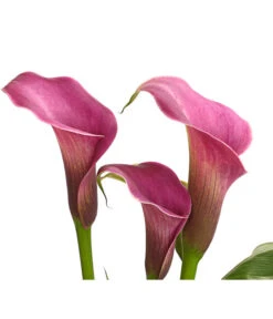 Zimmercalla - Zantedeschia Albomaculata, Verschiedene Sorten -Blumen Geschaft 8210734 WE DE 002 ZantedeschiaHybrideT12owDehnerExpressHerzig