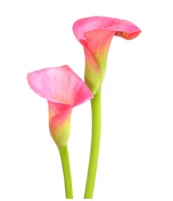 Zimmercalla - Zantedeschia Albomaculata, Verschiedene Sorten -Blumen Geschaft 8210734 WE DE 003 ZantedeschiaHybrideT12OWDehnerExpressHerzig