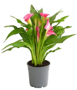 Zimmercalla - Zantedeschia Albomaculata, Verschiedene Sorten -Blumen Geschaft 8210734 WE FS 003 ZantedeschiaHybrideT12OWDehnerExpressHerzig