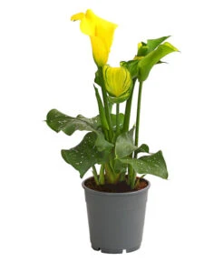 Zimmercalla - Zantedeschia Albomaculata, Verschiedene Sorten -Blumen Geschaft 8210734 WE FS 004 ZantedeschiaHybrideT12OWDehnerExpressHerzig