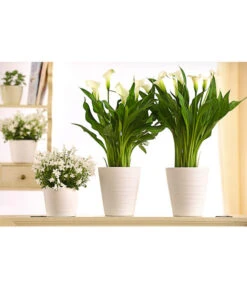 Zimmercalla - Zantedeschia Albomaculata, Verschiedene Sorten -Blumen Geschaft 8210734 WE MO 001 CallaDehnerExpressHerzig