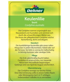 Keulenlilie - Cordyline Australis Variegata -Blumen Geschaft 8216368 CorylineBuntEtikett2