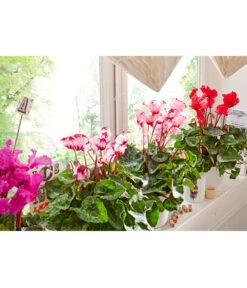 Alpenveilchen, Gefranst -Blumen Geschaft 8217473 8217911 WE MO 002 AlpenveilchenCyclamenGefranstT12UveSauer