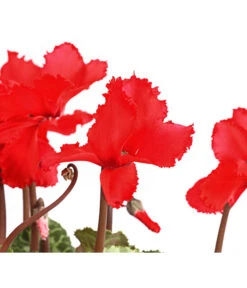 Alpenveilchen, Gefranst -Blumen Geschaft 8217473 WE DE 001 AlpenveilchenCyclameGefranstT12DehnerExpressHerzig