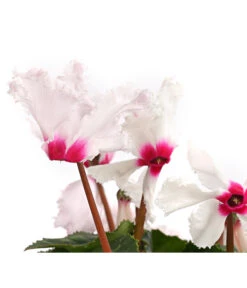 Alpenveilchen, Gefranst -Blumen Geschaft 8217473 WE DE 001 AlpenveilchenCyclamenGefranstWeissT12DehnerExpressHerzig