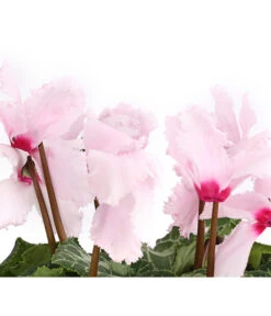 Alpenveilchen, Gefranst -Blumen Geschaft 8217473 WE DE 002 AlpenveilchenCyclameGefranstT12DehnerExpressHerzig