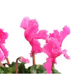 Alpenveilchen, Gefranst -Blumen Geschaft 8217473 WE DE 003 AlpenveilchenCyclameGefranstT12DehnerExpressHerzig