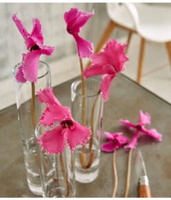 Alpenveilchen, Gefranst -Blumen Geschaft 8217473 WE MO 002 SchmetterlingsorchideePhalaenopsisMini2TrieberGlasvaseBigStudioHamburg