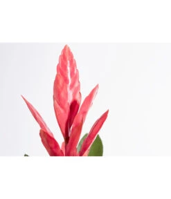 Vriesea - Bromelia Cultivars 'Intenso Pink' -Blumen Geschaft 8223877 PR DE 001 VrieseaIntensoPinkT12DehnerExpressZS