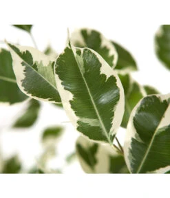 Birkenfeige - Ficus Benjamina 'Forever', Verschiedene Sorten -Blumen Geschaft 8229106 BildD 002 BirkenfeigeFicusForeverMixFicusForeverMix120
