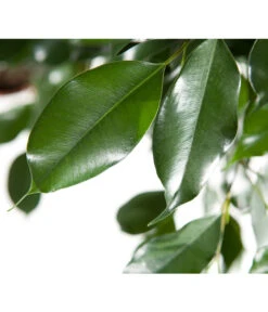 Birkenfeige - Ficus Benjamina 'Forever', Verschiedene Sorten -Blumen Geschaft 8229106 BildD 003 BirkenfeigeFicusForeverMixFicusForeverMix120
