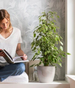 Birkenfeige - Ficus Benjamina 'Forever', Verschiedene Sorten -Blumen Geschaft 8229106 WE MO 001 BirkenfeigeFicusForeverMixT21